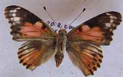 Vanessa cardui ABBERATION 2 (Internet Image property of respective owner, non-commercial use only)